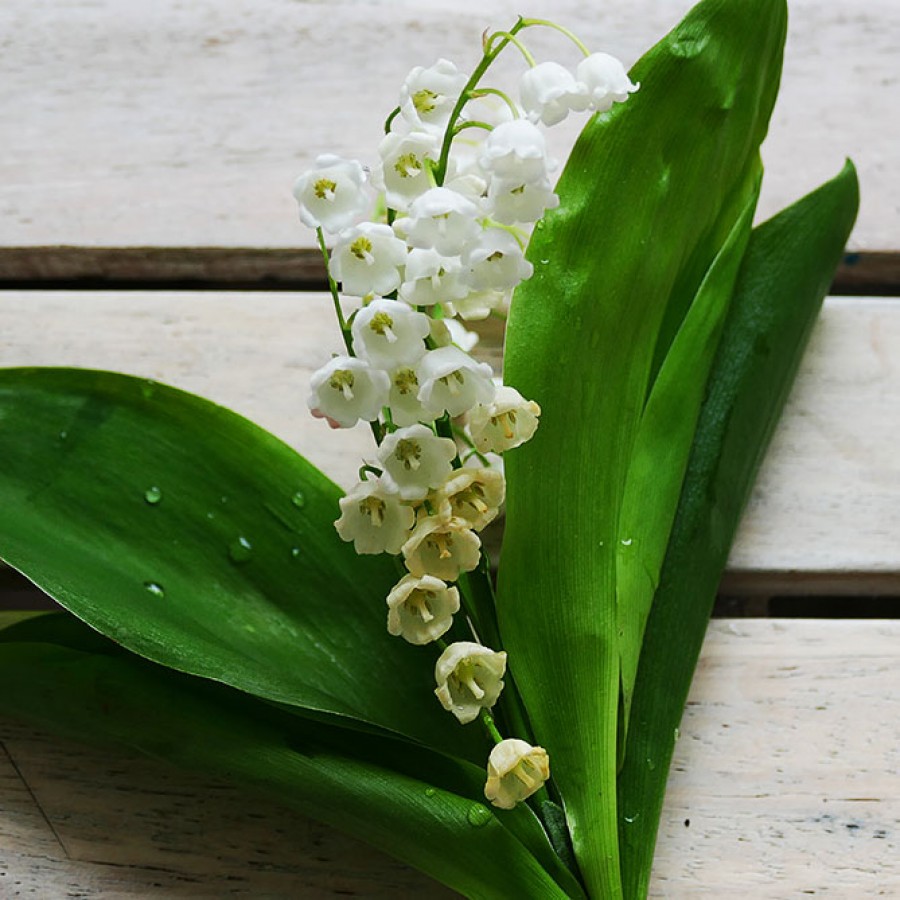 Lily Of The Valley Essence Oil – Essential Elements Wellness LLC